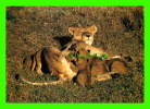 ANIMAL - LIONNE AVEC SES LIONCEAUX - SAPRO STUDIO, NAIROBI - LIONESS WITH CUBS - - Leoni