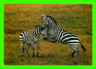 ANIMAL - ZÈBRES - DEUX MÂLE SE CHICANE - - Zebra's