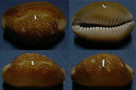 N°4320 //  CYPRAEA CAPUTSERPENTIS CAPUTOPHIDII  "Nelle-CALEDONIE" // GEM :  BIG : 35,1mm  . - Coquillages