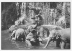Collection Les Animaux,photographe François Le Diascorn " Eléphants " - Elefanti