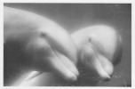 Collection Les Animaux,photographe François Le Diascorn " Deux Dauphins " - Dauphins