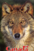 CANADA - Gray Wolf (Timber Wolf) Canis Lupis - 2 Scans - Moderne Ansichtskarten