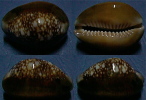 N°4327 // CYPRAEA CAPUTSERPENTIS CAPUTOPHIDII "Nelle-CALEDONIE" // F+++ : GEANTE: 37,2mm  . - Conchas Y Caracoles