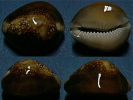 N°4336 // CYPRAEA CAPUTSERPENTIS CAPUTOPHIDII "Nelle-CALEDONIE" // F+++ : 29,3mm  . - Seashells & Snail-shells