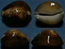 N°4336 // CYPRAEA CAPUTSERPENTIS CAPUTOPHIDII "Nelle-CALEDONIE" // F+++ : 29,3mm  . - Conchas Y Caracoles