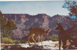 ZS9261 Deer At Grand Canyon Arizona Used Good Shape - Grand Canyon