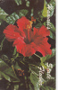 ZS9277 Red Hibiscus Is The Official State Flower Of  Hawaii Used Perfect Shape - Altri & Non Classificati