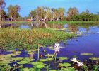 Yellow Waters, Kakadu National Park, Northern Territory - Unused Barker Souvenirs - Kakadu