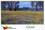 Yellow Snowflake Lilies, Kakadu National Park, Northern Territory - Unused Barker Souvenirs - Kakadu