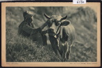 Vache Et Boveron à L'alpage (Photo Schnegg, Renens-Lausanne) (6520) - Renens
