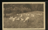 PHOTO POSTCARD ENFANTS DONGELBERG  BELGIUM BELGIQUE CARTE POSTALE - Geldenaken