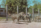 ZS6609 Animaux Animals Zebres Zebras Not Used Good Shape - Zèbres