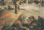 ZS6613 Animaux Animals Tigres Tigers Used Good Shape - Tigres