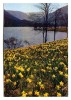 * FLORAISON DE JONQUILLES SUR LES BORDS DU LAC DE LONGEMER - Lorraine