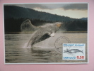 CARTE MAXIMUM MAXIMUM CARD BALEINE GROENLAND RARE - Walvissen