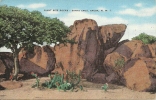 ARUBA   N.W.I.    SANTA CRUZ   Cactus En Fleurs  Giant Size Rocks - Aruba