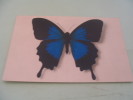 N°3-PAPILIO TELEGONUS...EDITE PAR LE COMITE NATIONAL DE L'ENFANCE - Schmetterlinge