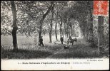 78 Grignon, Ecole Nat. Agriculture, Ane, Allée Des Tilleuls, Ed E. Letrouvé 6, Voyagé En 1910 - Grignon