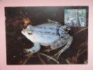 CARTE MAXIMUM MAXIMUM CARD GRENOUILLE DES MARECAGES - Frogs