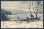 Bords Du Lac De Neuchâtel, Environs De Colombier, Animée, Chèvres, - Colombier