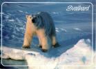 OURS BLANC : Svalbard - Ours