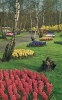 Lisse Keukenhof - Lisse