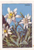 Edelweiss  // ( Image Thème Montagne Fleur Plante )  //  IM 26-KP1 - Nestlé