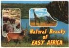 WILDLIFE OF EAST AFRICA / HIPPO - Kenia