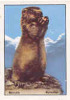 Marmotte - Murmeltier // ( Image Thème Suisse Helvetia - Animaux Animal )  //  IM 26-KP2 - Nestlé