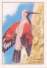 Grimpereau - Mauerläufef // ( Image Thème Oiseau Bird )  //  IM 26-KP2 - Nestlé