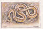 Vipère - Kreusoter  // ( Image Thème Animaux Serpent Snake Viper )  //  IM 26-KP4 - Nestlé