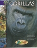 Gorillas, Wildlife / Gorilles, Livre Educatif, Photos, Dessins, Squelette, Vie Sauvage / Zoo Book / - Wildlife