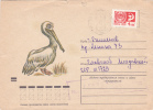 Pelicans Pelican,1973  Postal Stationery,entier Postaux  Cover Very Rare Russia. - Pélicans