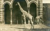 N°15442 -carte Photo Girafes - Jirafas