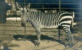 N°15443 -carte Photo Zèbre - Zebras