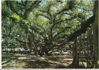 Arbre Géant, Banyan Tree, Le Plus étendu Du Monde, Lahaina, île De Maui, Hawaii / A Lot Of Roots Which Form Trunks - Arbres