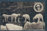 Ours, Bär, Carl Hagenbecks, Wonder Zoo, Big Circus, - Bears