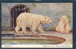 Ours, Bär, Hagenbeck - Schau, - Bears