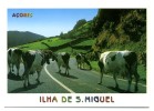 SÃO MIGUEL - Nordeste, Vacas Leiteiras A Caminho Da Pastagem - Açores
