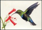 USA 1997 - MINT STAMPED POSTAL CARD - GREEN- THROATED CARIB-COLIBRI - Hummingbirds