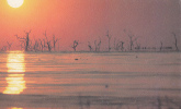 ZS7529 The Stark Beauty Of A Kariba Sunset Not Used Good Shape - Zimbabwe