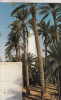 ZS6746 El Goléa La Mosquee Used Perfect Shape - Ghardaïa