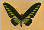 CPM De Papillon   Omitottera Di Brook - Schmetterlinge