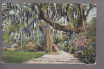 Charleston, Sout Carolina, Walk In The Magnolia Gardens 1911 - Charleston