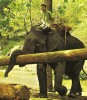 Chiengmai Elephant At Work In Teak Forests North Thailand 1995 - Elefanti