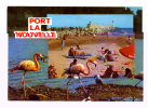 Port La Nouvelle: La Plage, Flamants Roses (11-2392) - Port La Nouvelle