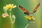 PAPILLON / BUTTERFLY / SCHMETTERLING - Schmetterlinge