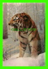 ANIMALS - SIBERIAN TIGER (FELIS TIGRIS AMURENSIS) - DIMENSION 15 X 23 Cm - DEXTER PRESS - - Tiger