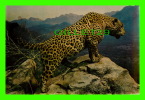 ANIMAL - JAGUAR (FELIS ONCA TRUE) - DIMENDION 15 X 23 Cm - DEXTER PRESS - - Tigres