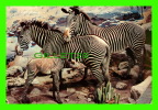 ANIMAL - GREVY ZEBRA (DOLICHOHIPPUS GREVYI) - DIMENDION 15 X 23 Cm - DEXTER PRESS - - Zebre